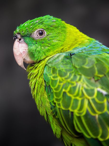 Papagei aufgenommen von David Borghoff - Fotograf Celle